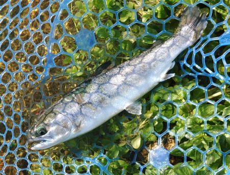 人がいっぱい魚もいっぱい ～高島の泉～